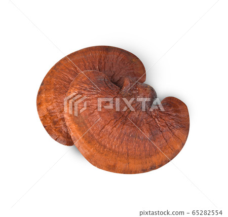 Lingzhi Mushroom Ganoderma Lucidum Isolated on Lingzhi Mushroom Ganoderma Lucidum Isolated on 65282554