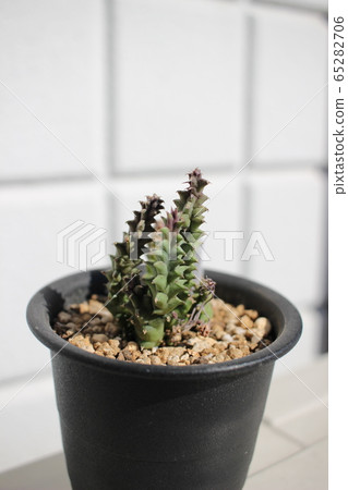 肉質植物龍角 肉質植物龍角 65282706