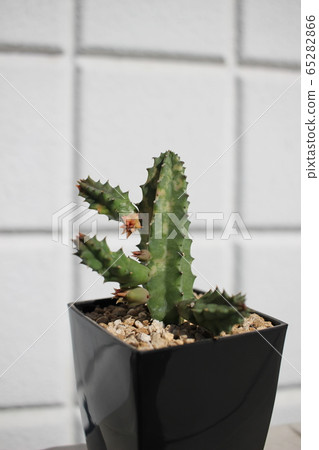 多肉植物Sebrina Sebrina Nishiki 多肉植物Sebrina Sebrina Nishiki 65282866