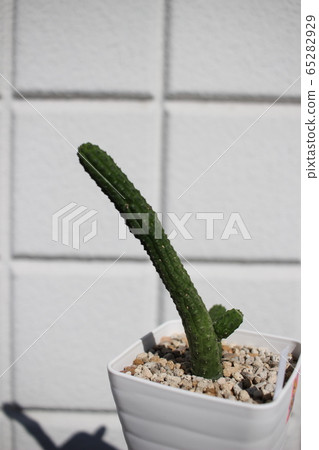 Succulent plant Echidnopsis Seiryukaku Succulent plant Echidnopsis Seiryukaku 65282929