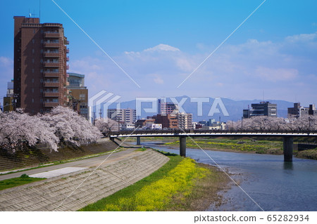 Fukui City Asuwa River Cherry Blossom Trees 100 Cherry Blossom Trees Cherry Blossoms 65282934