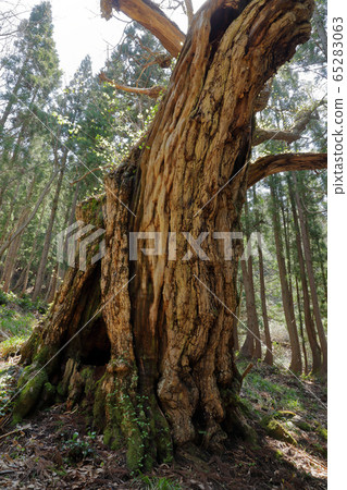 A large chestnut in a tree planting Tadami Town, Fukushima Prefecture A large chestnut in a tree planting Tadami Town, Fukushima Prefecture 65283063