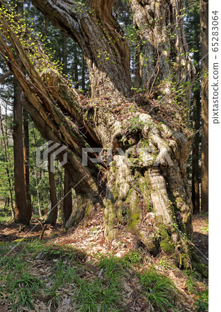 A large chestnut in a tree planting Tadami Town, Fukushima Prefecture A large chestnut in a tree planting Tadami Town, Fukushima Prefecture 65283064