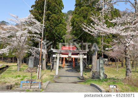 塔基神社的櫻花盛開,福島縣多見町 塔基神社的櫻花盛開,福島縣多見町 65283071