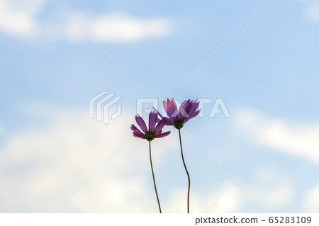 Nestling cosmos 65283109