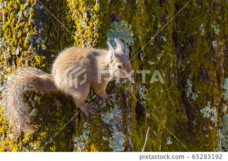 日本松鼠[長野縣] 65283192