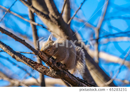 Japanese squirrel [Nagano Prefecture] 65283231