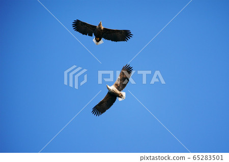 兩隻白尾鷹在天上飛“野鳥” 65283501