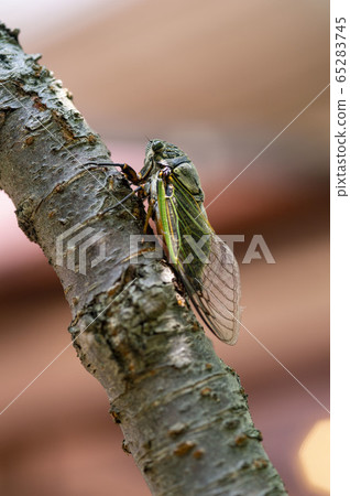 蟬 65283745