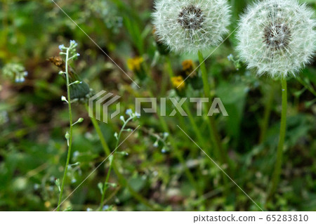 Pinned dandelion 65283810