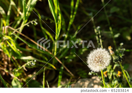 Pinned dandelion Pinned dandelion 65283814
