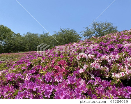 Azalea and blue sky Azalea and blue sky 65284019