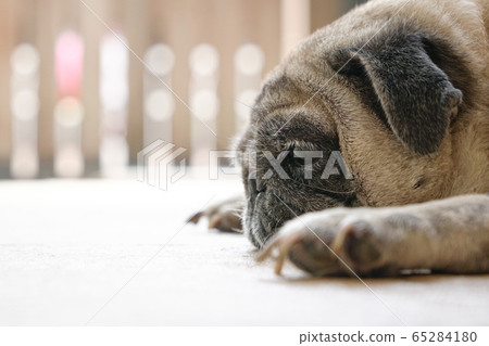 Pug dog lying on floor. Side view. Closeup. 65284180