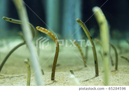 Chinanago Stock Photo