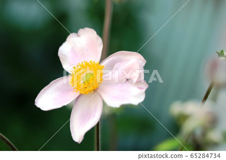 淑女菊(秋明菊)開始綻放 淑女菊(秋明菊)開始綻放 65284734