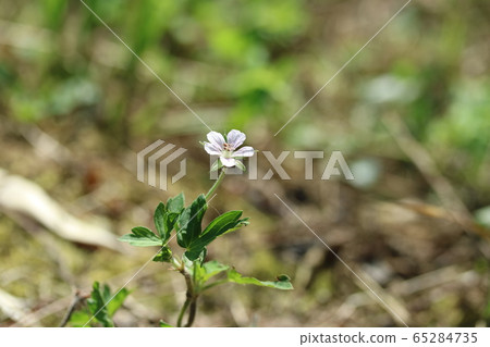 龍膽姜(目前證據)花女階段 龍膽姜(目前證據)花女階段 65284735