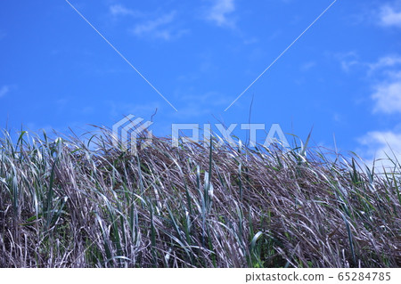 藍天草藍雲複製空間千里濱海岸白井市石川縣 65284785