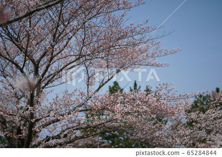 櫻花風景3 櫻花風景3 65284844
