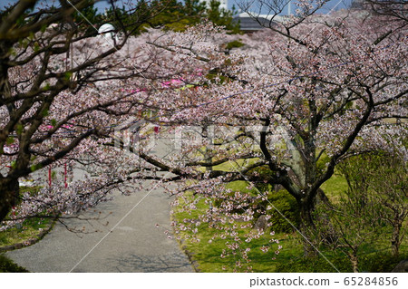 櫻花風景7 65284856