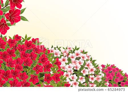 Azalea yellow 65284973