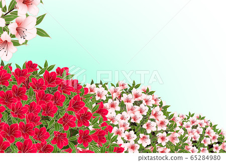 Azalea blue 65284980