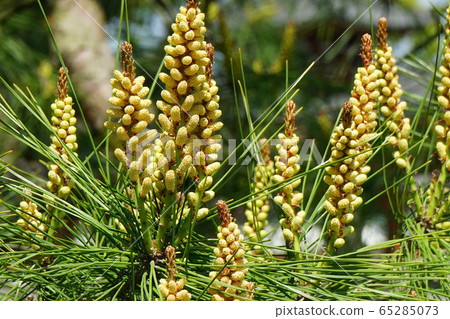 Niwakimatsu with flowers Niwakimatsu with flowers 65285073