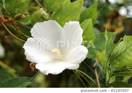 白鼠尾草 照片素材 圖片 圖庫