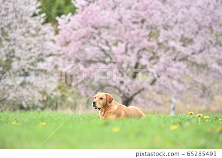 櫻花漫步和拉布拉多 65285491