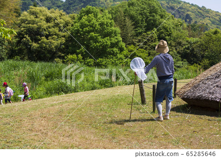 Insect collecting Insect collecting 65285646