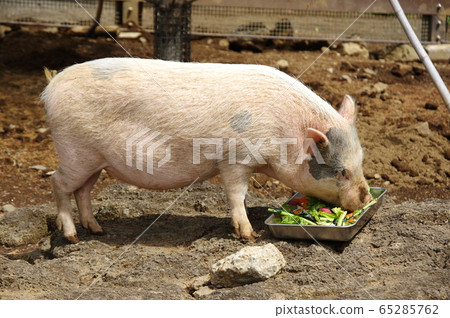 Mini pig 65285762