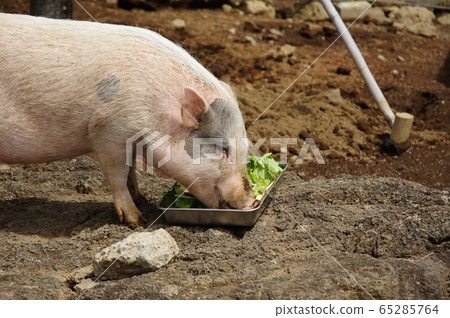 Mini pig 65285764