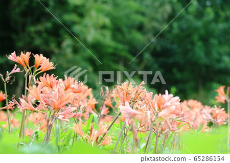 Fox Nose Razor 65286154