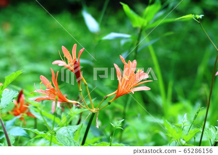 狐狸鼻子剃刀 65286156