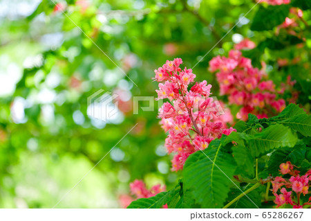 Flowers of Marronnier 65286267