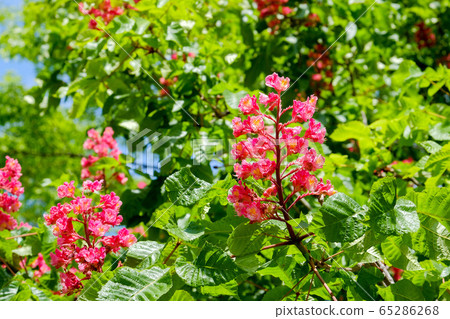 Flowers of Marronnier 65286268