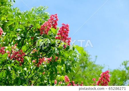 Marronnier的花朵 65286271