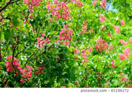 Flowers of Marronnier 65286272