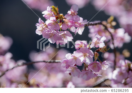 Nagano Prefecture Minami Shinano Kawazu Sakura 65286295