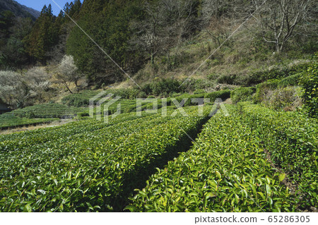 茶場 茶場 65286305