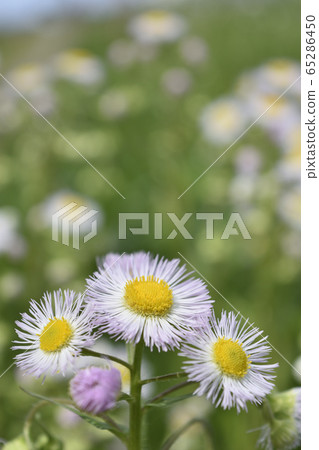 Halcyon Halcyon 65286450