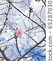 Only one cherry blossom in early spring 65287030