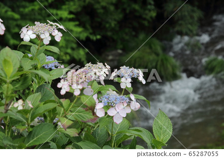 Ogose Hydrangea Road 65287055