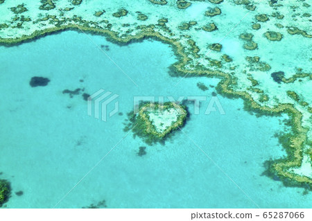 [Australia] Heart Leaf 65287066