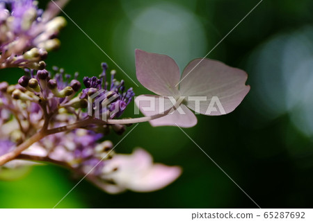hydrangea hydrangea 65287692