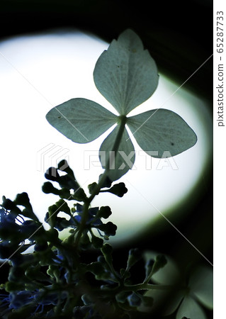 hydrangea   65287733