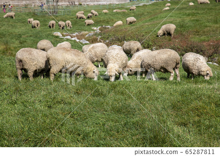 Sheep on a green meadow Sheep on a green meadow 65287811
