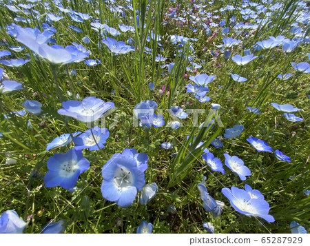 Nemophila 65287929
