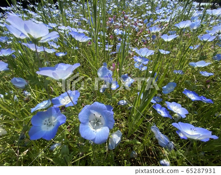 Nemophila 65287931