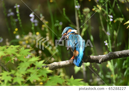 翠鳥4951- 65288227