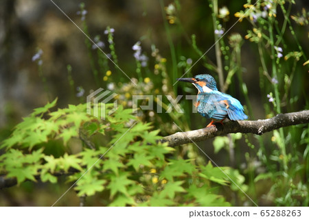 Kingfisher 4973 65288263